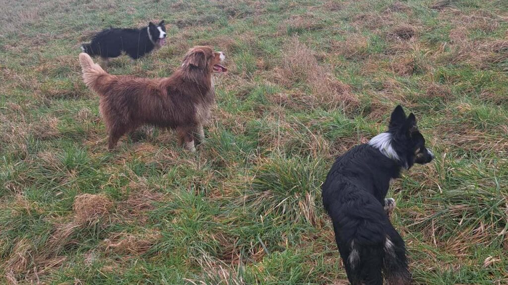 Promener des chiens collectivement aux environs de Fontainebleau - les 8 jeux préférés de mes chiens adorés. Ulysse se joint à nous