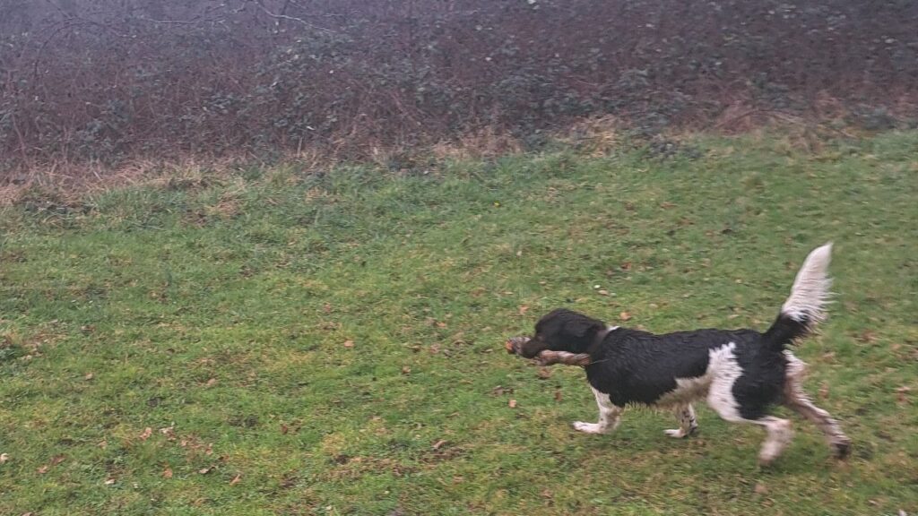 notre ballade de chiens à Moret Loing et Orvanne, Mila a gagné le bâton