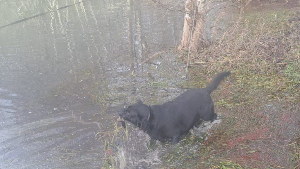 notre ballade de chiens aux environs de Fontainebleau, ma Prune prend un petit bain dans l'étang