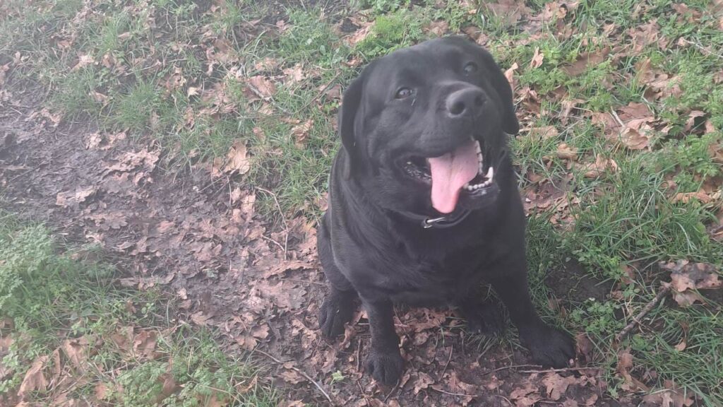 notre promenade de chiens collectives à Moret Loing et Orvanne, ma Prune essoufflée