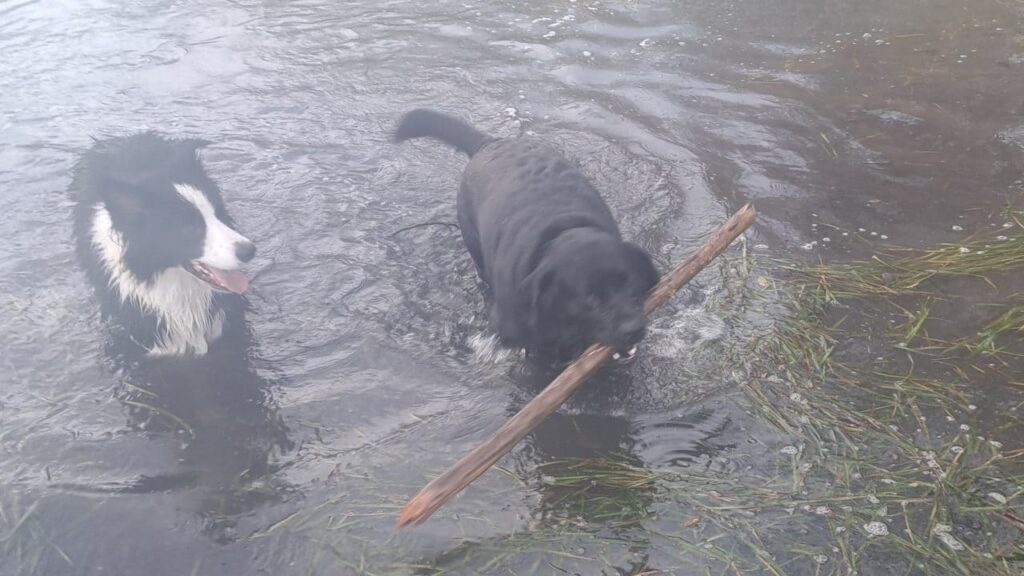 notre ballade de chiens à Moret Loing et Orvanne, Ma Prune et Snow dans l'étang, ma Prune gagne son bâton