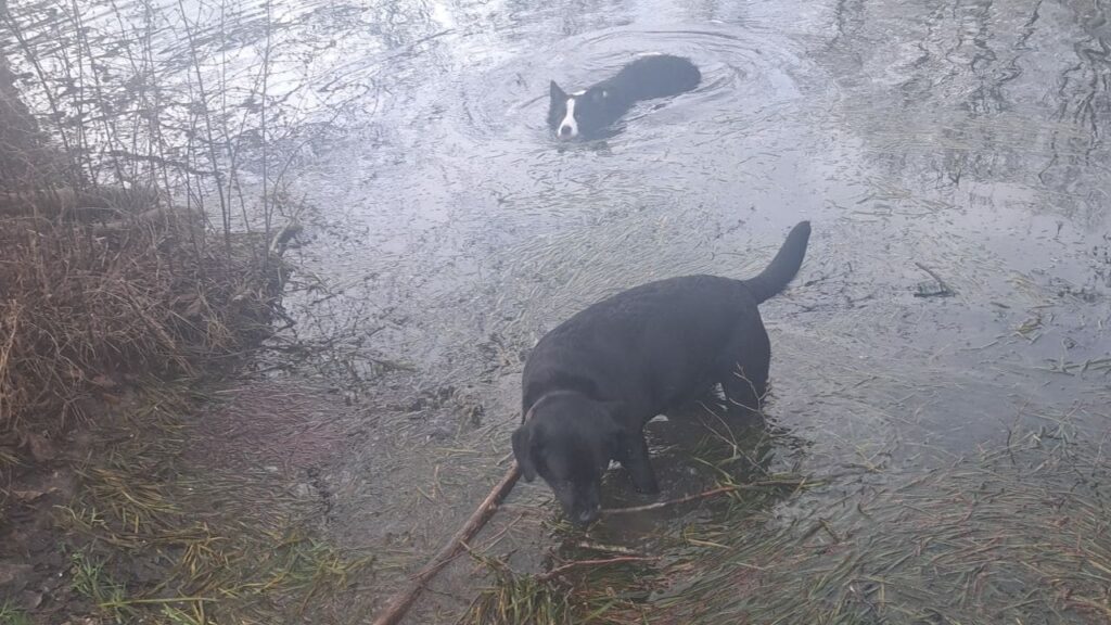 notre ballade de chiens à Moret Loing et Orvanne, Ma Prune et Snow dans l'étang