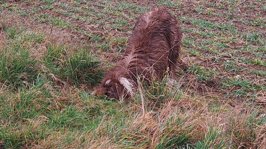 notre ballade de chiens aux environs de Fontainebleau, Sammy creuse à la recherche d'un mulot