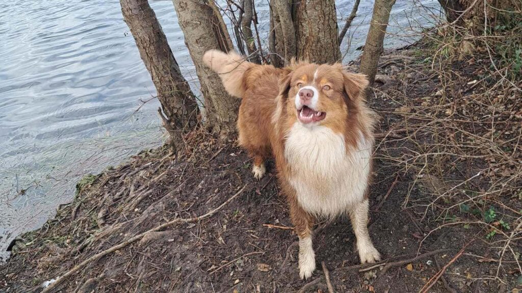 Promener des chiens collectivement aux environs de Moret Loing et Orvanne , pour Sammy c'est râler