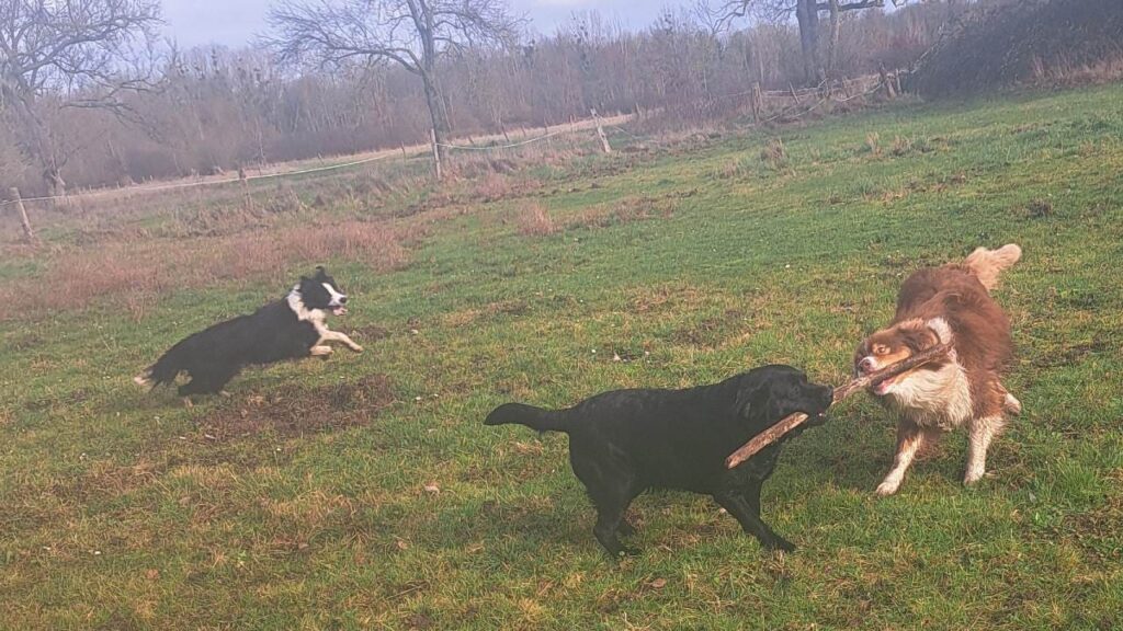 notre ballade de chiens à Moret Loing et Orvanne,, Ma Prune et Sammy trouvent et se dispute le même bâton, Snow veille avec attention