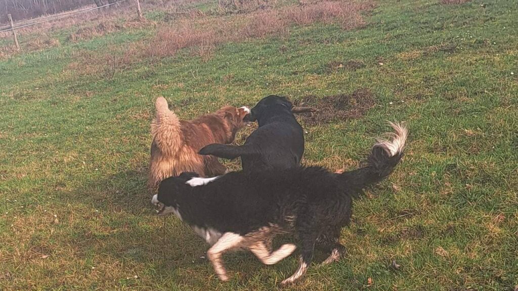 notre promenade de chiens collectives à Moret Loing et Orvanne, Ma Prune et Sammy jouent et se dispute le même bâton, Snow veille avec attention