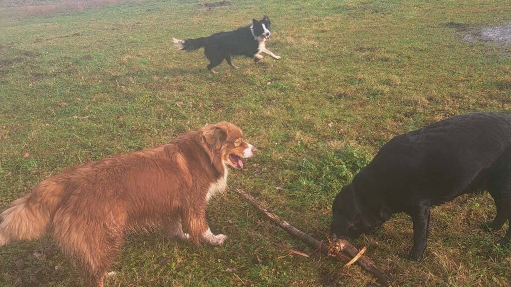 notre ballade de chiens à Moret Loing et Orvanne,, Ma Prune et Sammy jouent et se dispute le même bâton, Snow veille