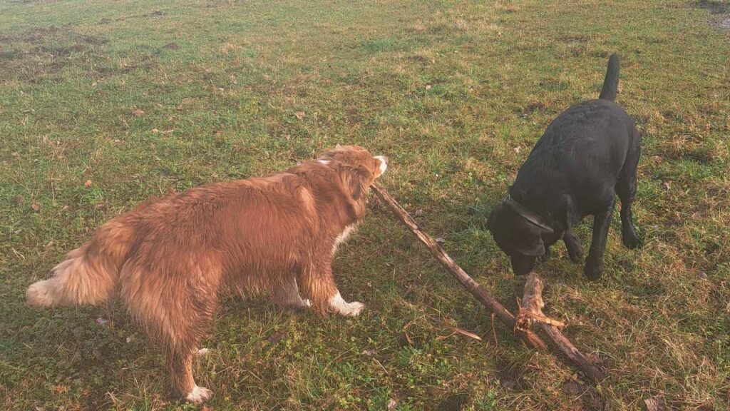 notre ballade de chiens à Moret Loing et Orvanne,, Ma Prune et Sammy jouent et se dispute le même bâton qui se casse en deux morceaux -4