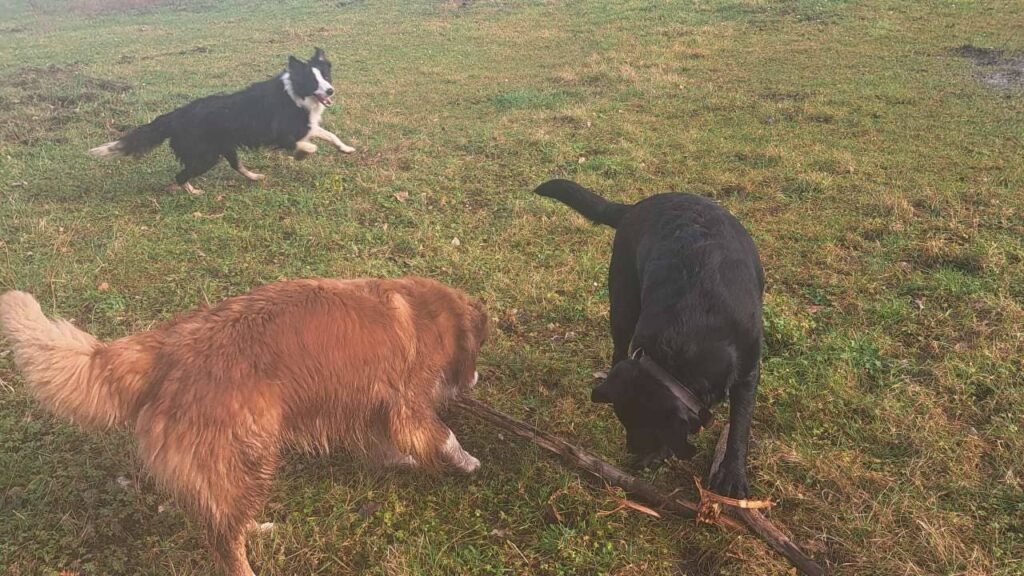 notre ballade de chiens aux environs de Fontainebleau, Ma Prune et Sammy jouent et se dispute le même bâton