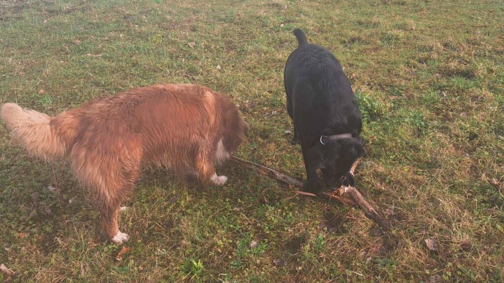 notre ballade de chiens aux environs de Fontainebleau, Ma Prune et Sammy jouent et se dispute le même bâton,