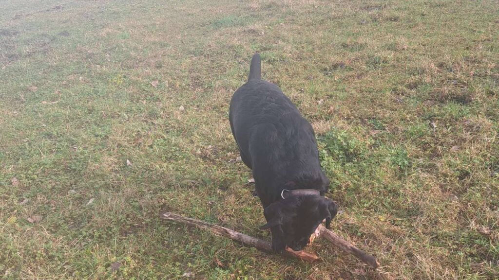 notre ballade de chiens aux environs de Fontainebleau, ma Prune a gagné le bâton temporairement