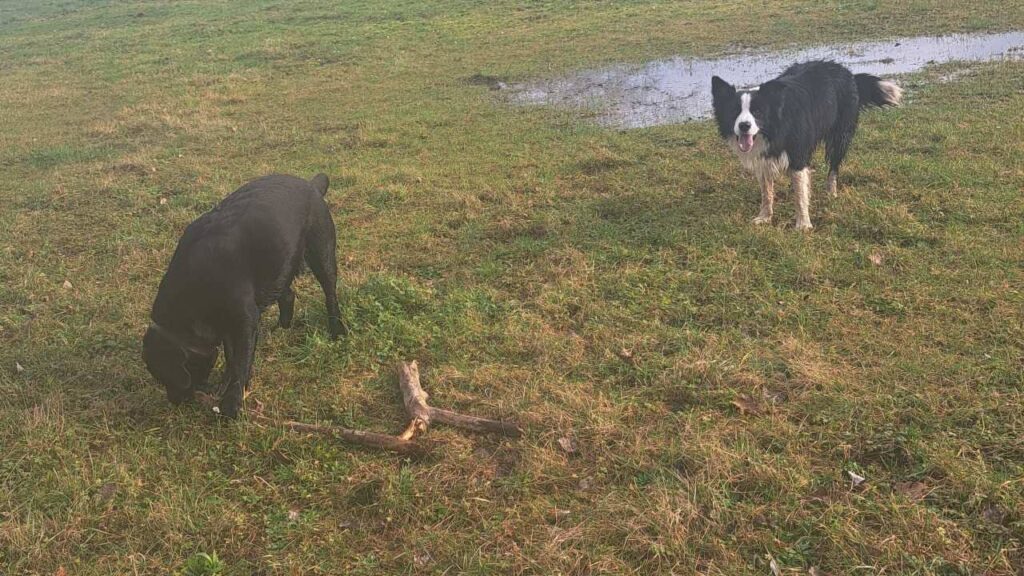 notre ballade de chiens aux environs de Fontainebleau, ma Prune a gagné le bâton temporairement , Snow rêve de lui prendre