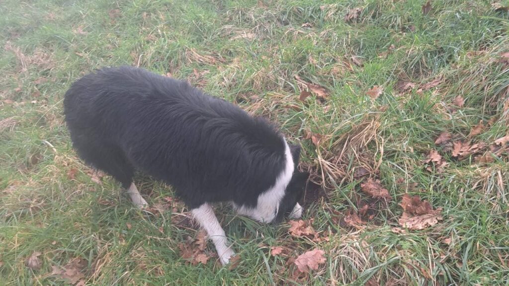 notre ballade de chiens à Moret Loing et Orvanne, Snow s'essaye au dépistage d'odeur