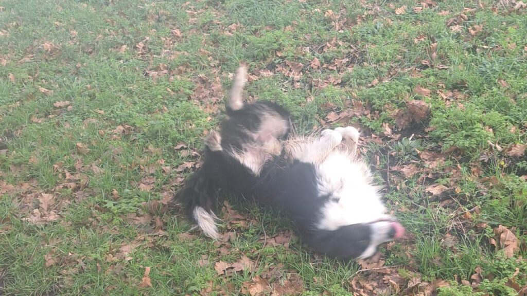 notre ballade de chiens à Moret Loing et Orvanne, Snow se roule encore et toujours