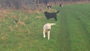 Lire la suite à propos de l’article Ballade de chiens à Moret Loing et Orvanne, jeux d’hiver de boue et d’eau