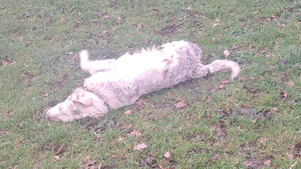 notre ballade de chiens à Moret Loing et Orvanne,, Utah se roule encore