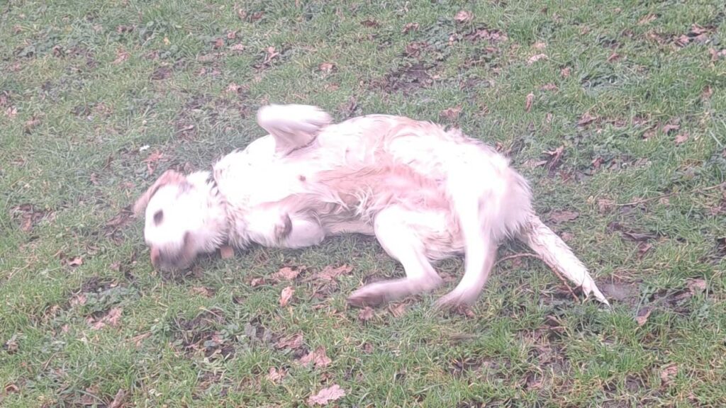 notre ballade de chiens à Moret Loing et Orvanne, Utah se roule encore et toujours