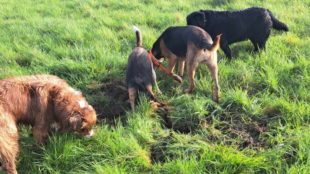 Promener des chiens collectivement aux environs de Moret Loing et Orvanne , c'est creuser à la recherche de mulots