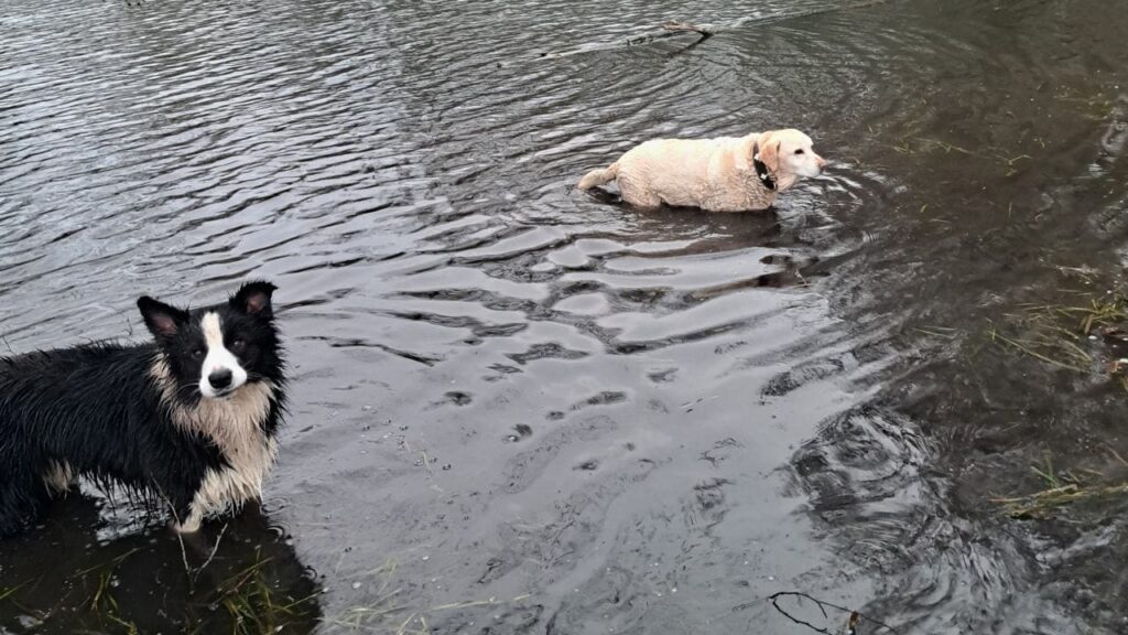 Promener des chiens collectivement aux environs de Moret Loing et Orvanne , c'est tremper dans l'eau boueuse