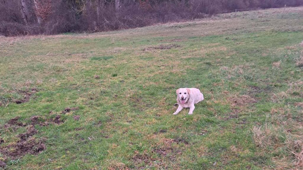 Promener des chiens collectivement aux environs de Moret Loing et Orvanne , pour ma Gala c'est bronzer