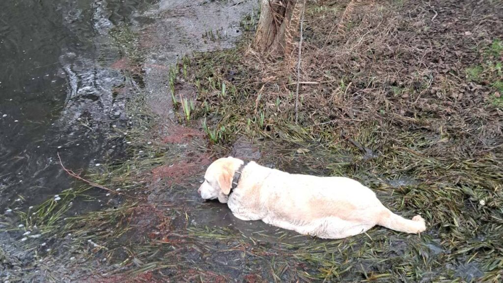 Promener des chiens collectivement aux environs de Moret Loing et Orvanne , pour ma Gala c'est un petit bain