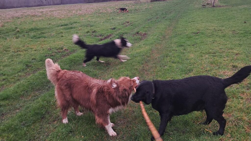 Promener des chiens collectivement aux environs de Moret Loing et Orvanne , pour Snow c'est rassembler sa meute encore