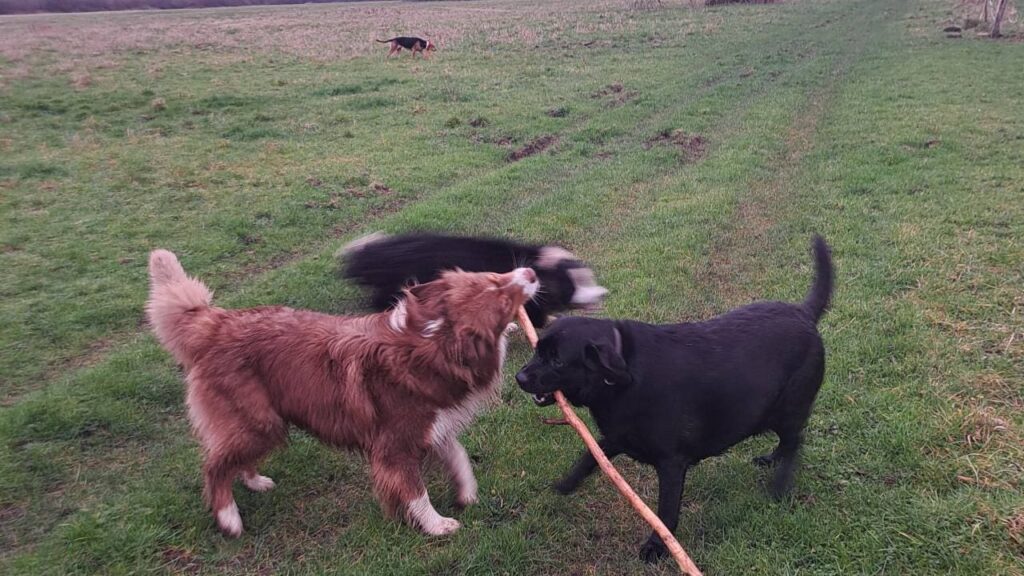 Promener des chiens collectivement aux environs de Moret Loing et Orvanne , pour Snow c'est rassembler sa meute toujours