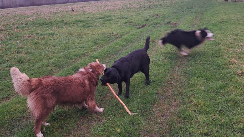 Promener des chiens collectivement aux environs de Moret Loing et Orvanne , pour Snow c'est rassembler sa meute