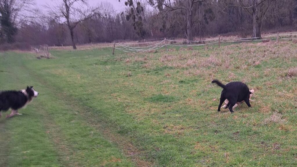 Promener des chiens collectivement aux environs de Moret Loing et Orvanne , pour Sammy c'est gagner le bâton obligatoirement