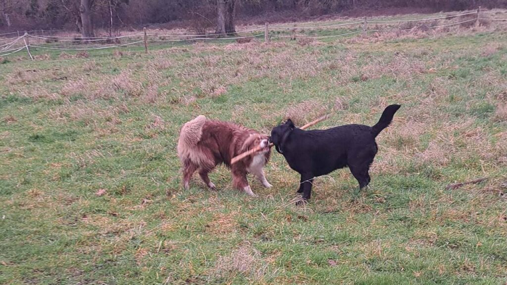 Promener des chiens collectivement aux environs de Moret Loing et Orvanne , pour Sammy c'est gagner le bâton avec certitude