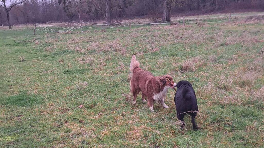 Promener des chiens collectivement aux environs de Moret Loing et Orvanne , pour Sammy c'est gagner le bâton surement