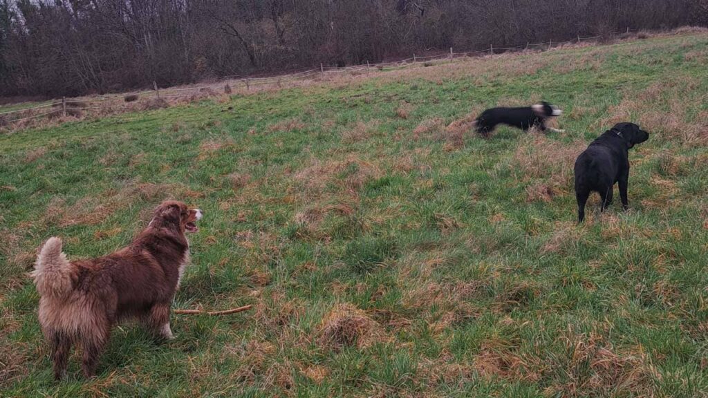 Promener des chiens collectivement aux environs de Moret Loing et Orvanne , c'est Prune qui abandonne