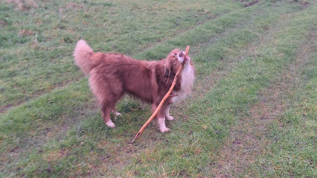 Promener des chiens collectivement aux environs de Moret Loing et Orvanne , pour Sammy c'est gagner le bâton