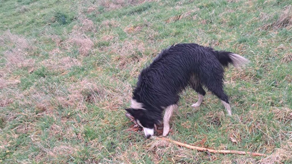 Promener des chiens collectivement aux environs de Moret Loing et Orvanne , c'est jouer avec un bâton