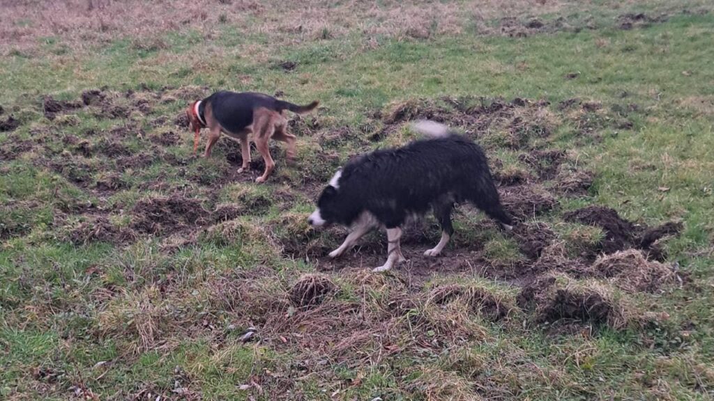 Promener des chiens collectivement aux environs de Moret Loing et Orvanne , c'est se rouler dans l'herbe