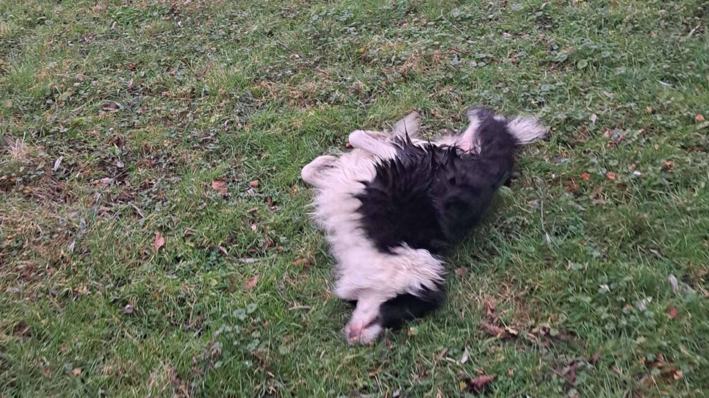 Promener des chiens collectivement aux environs de Fontainebleau , c'est se rouler dans l'herbe avec joie