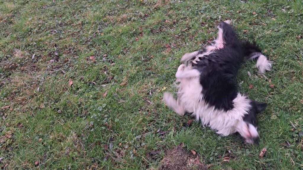 Promener des chiens collectivement aux environs de Fontainebleau , c'est se rouler dans l'herbe toujours