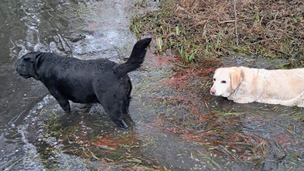 Promenade de chiens collective aux environs de Moret Loing et Orvanne , Mes filles heureuses dans l'eau boueuse