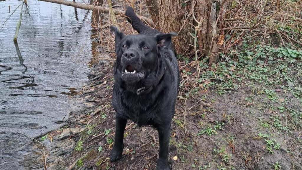 Promenade de chiens collective aux environs de Moret Loing et Orvanne, c'est voir ma prune heureuse