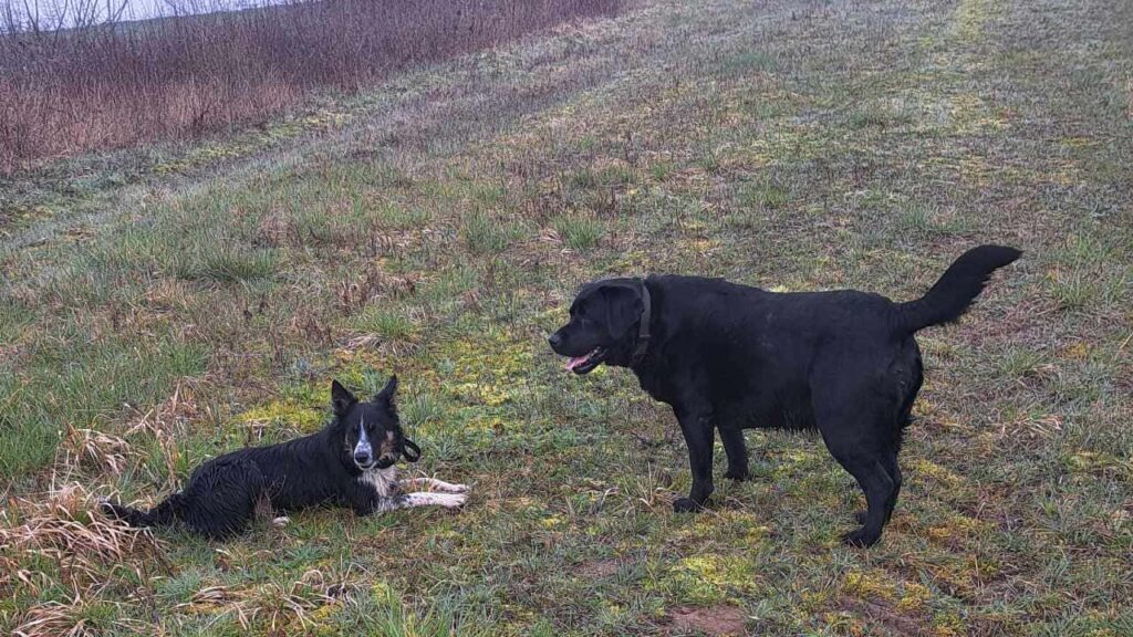 lors d'une promenade de chiens collectives vers Moret Loing et Orvanne, Ulysse et Prune se rencontrent