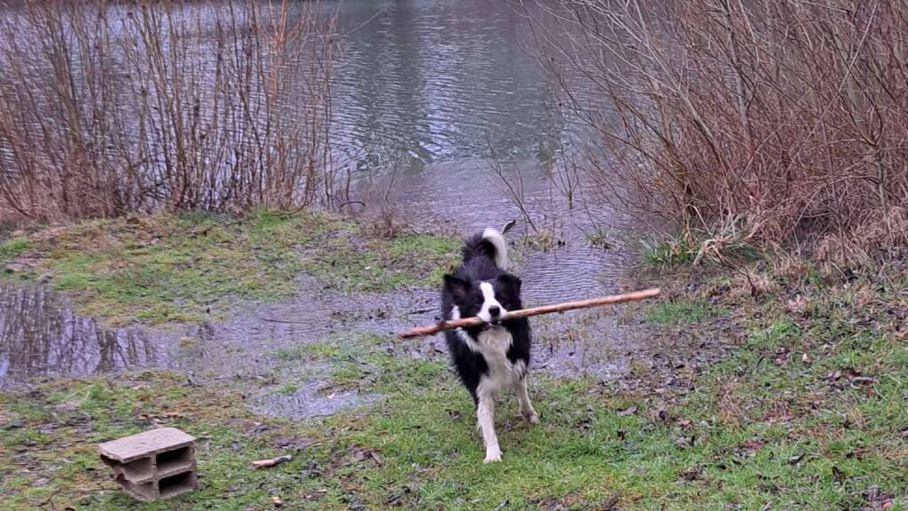 ballade de chiens aux environs d'Orvanne, Snow sort de l'eau avec le bâton