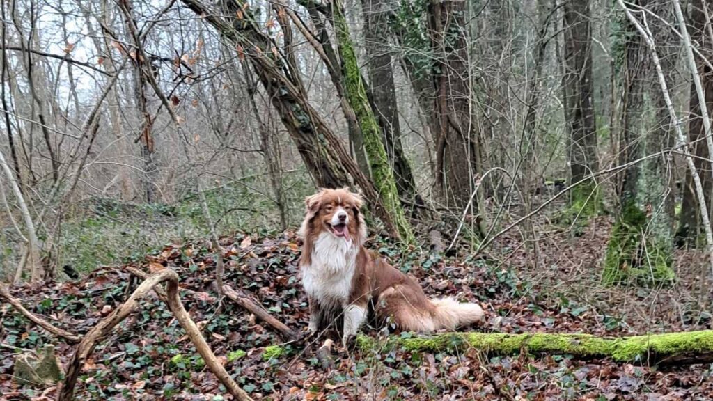 promenade canine aux environs d'Orvanne, Sammy ou le roi de la foret