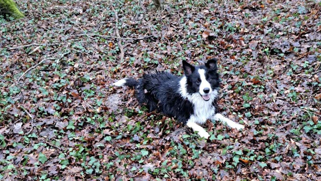 ballade de chiens aux environs d'Orvanne, enfin au sec dans les feuilles