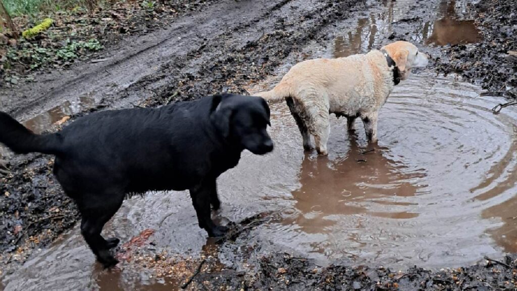 ballade de chiens aux environs d'Orvanne, ma Gala préfère la boue