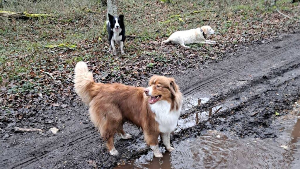 promenade canine aux environs d'Orvanne, Sammy toujours présent dans la boue et fier