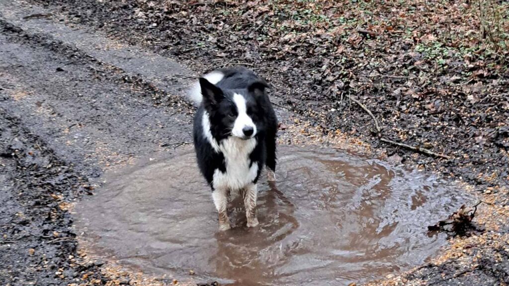 ballade de chiens aux environs d'Orvanne, Snow toujours présent dans la boue et fier