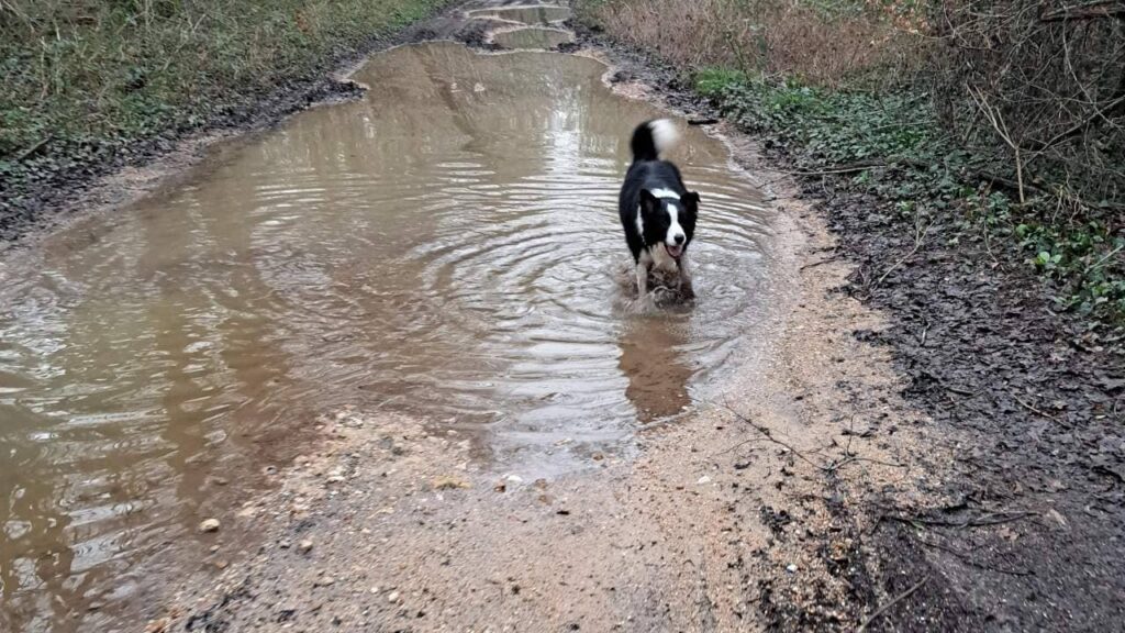 promenade canine aux environs d'Orvanne, Snow toujours présent dans la boue