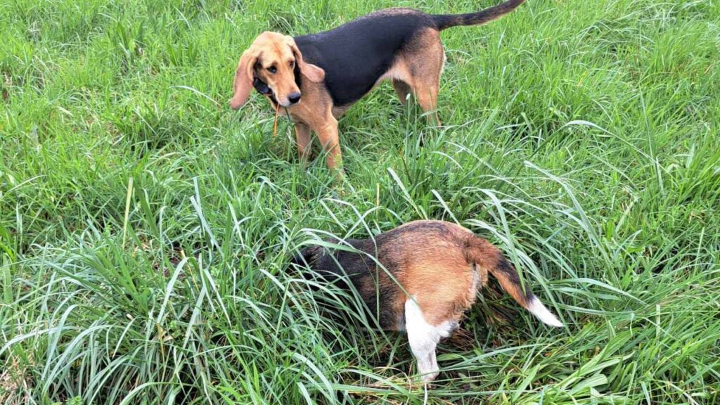 à la pension canine familiale d'Orvanne, Ina aime creuser avec Riven