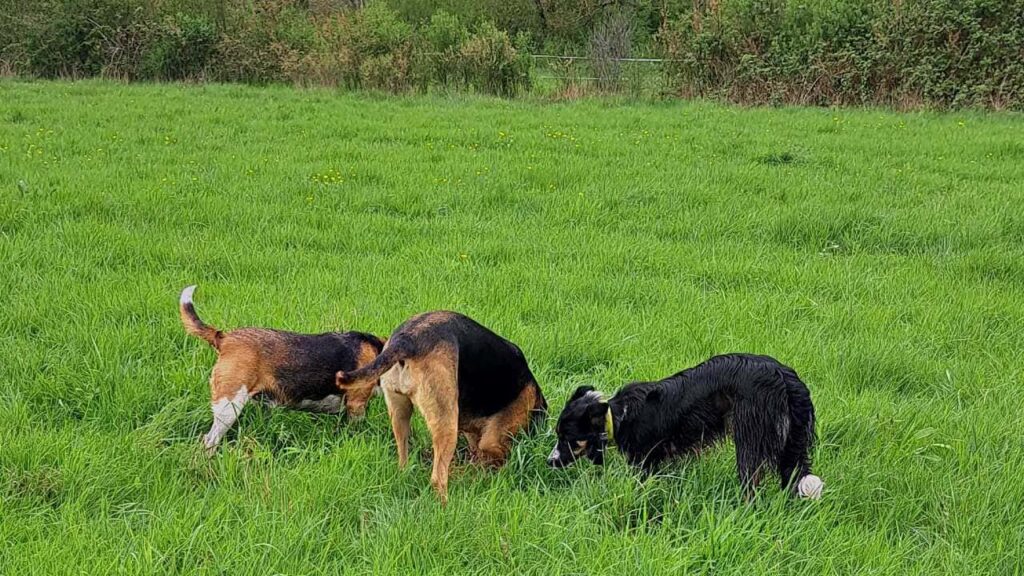 à la pension canine familiale d'Orvanne, Ina aime creuser avec Riven, Ulysse imite