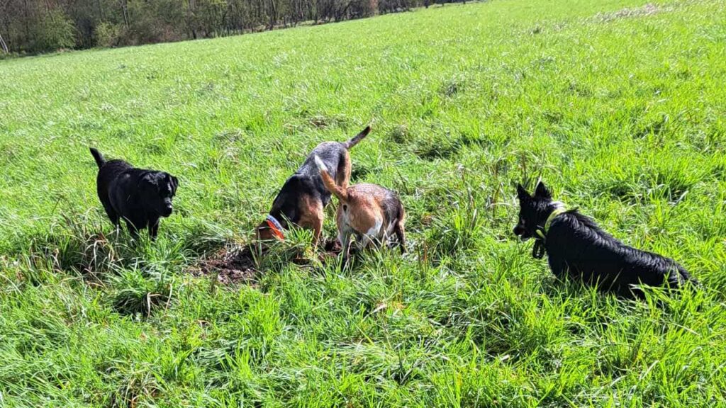 à la pension canine familiale d'Orvanne, Ina aime creuser avec Riven, Ulysse imite, et les autres s'en mêlent-1